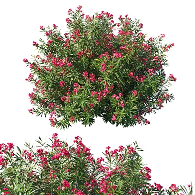 Nerium Oleander bush 3