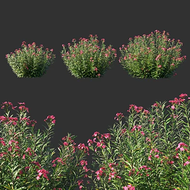Nerium Oleander red