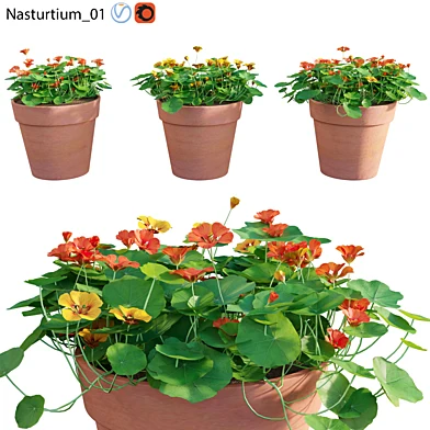 Nasturtium 01