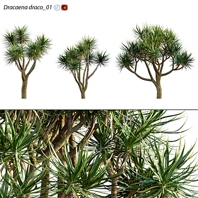 Dracaena draco | Dragon tree 04