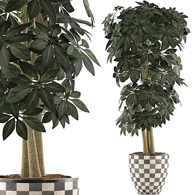 Plants Collection 79 Schefflera Arboricola