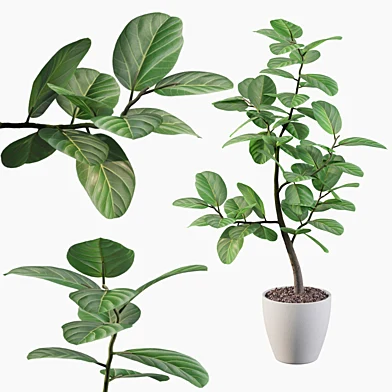 Plants collection 062 - ficus benghalensis