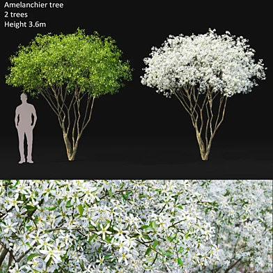 Amelanchier