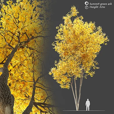 Autumn summit green ash (Fraxinus pennsylvanica Summit)