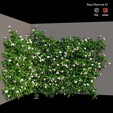 Rose plant set 37