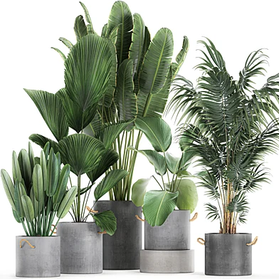 Коллекция маленьких растений в бетонных горшоках с банановая пальма, ликуала, стрелиция, Ховея. Набор 729.