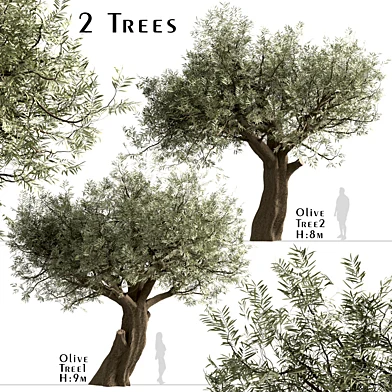 Set of Olive Trees