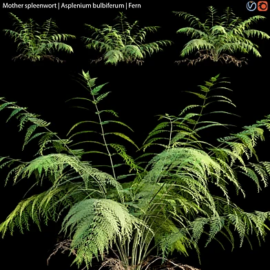 Mother spleenwort | Asplenium bulbiferum | Fern 01