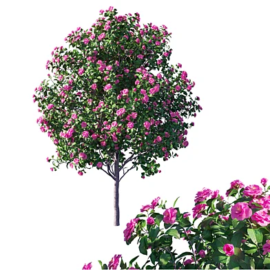 Camellia japonica 3