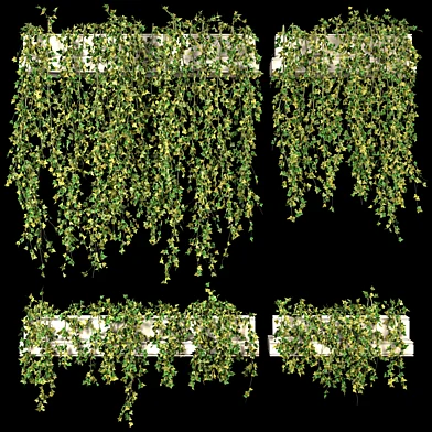 Ivy Plants set 01