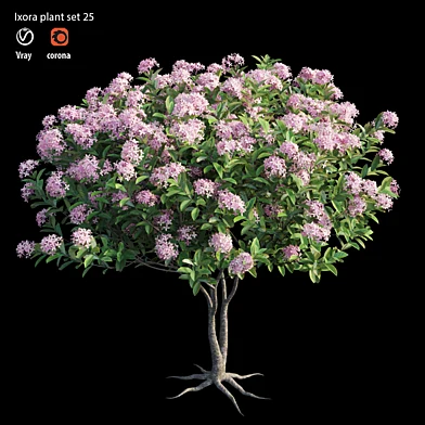 Ixora plant set 25