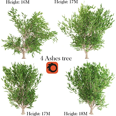 4 Ashes tree