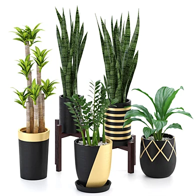 Houseplant 52