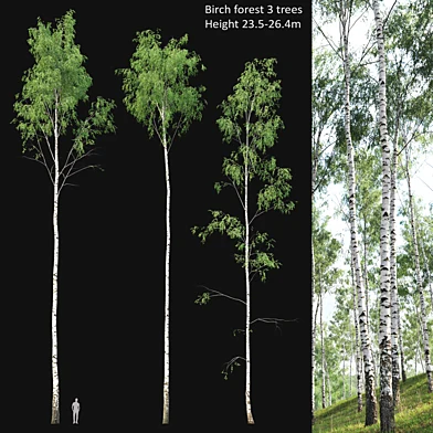 Birch forest part 2