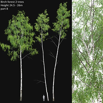 Birch forest part 8