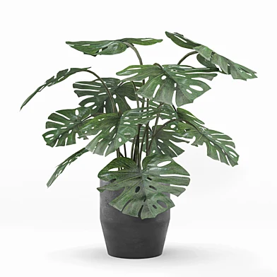 indoor and outdoor monstera plant