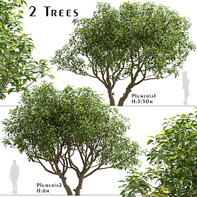 Set of Plumeria Trees (Frangipani) (2 Trees)
