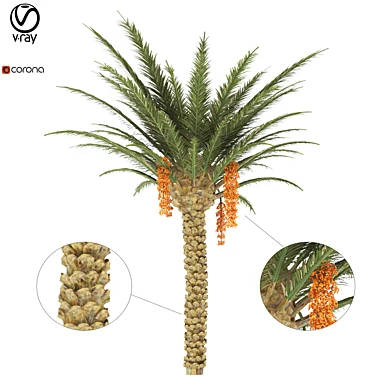 palm tree