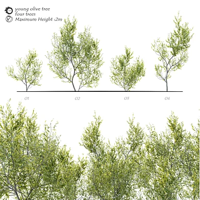 Young olive tree