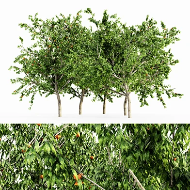 Peach 5 TREE