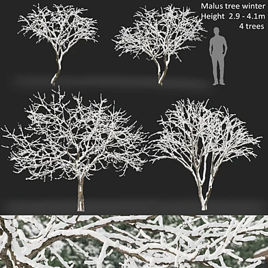 Malus winter tree