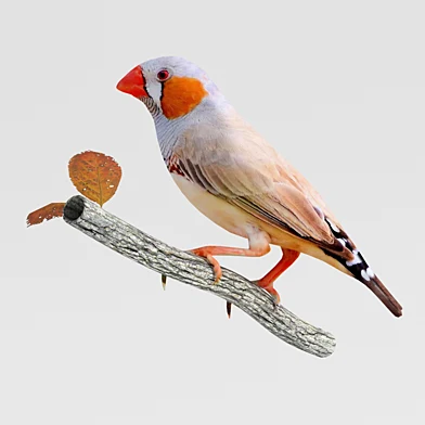 Zebra finch