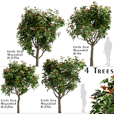 Set of Little Gem Magnolia Trees (Southern Magnolia) (4 Trees)