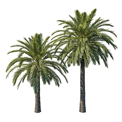 Phoenix Palm tree