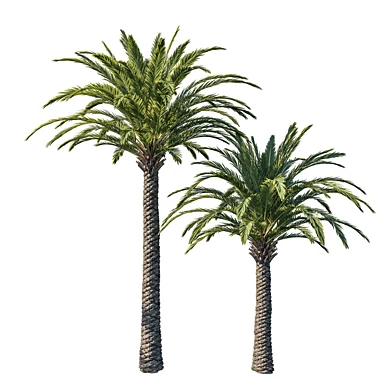 Phoenix palm tree 03