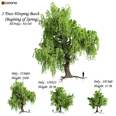 Set of Weeping Beech Tree - Beginning of Spring