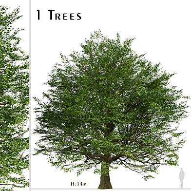 Bur Oak Tree (Quercus macrocarpa) (1 Tree)