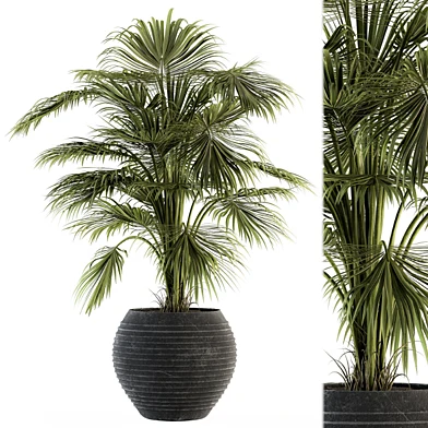 indoor Plant Set 137 - Tropical Plant