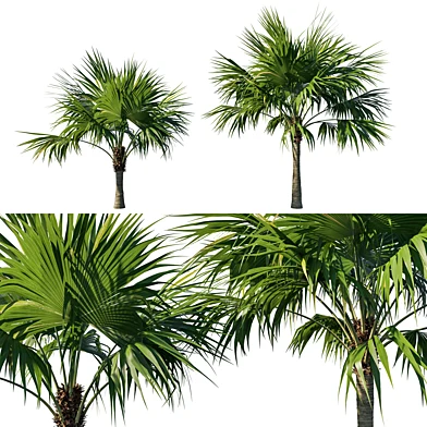 Saribus Rotundifolius tree 05