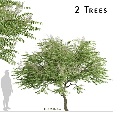 Set of Aralia elata Trees (Japanese angelica) (2 Trees)