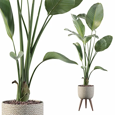 Plants collection 089 - strelitzia