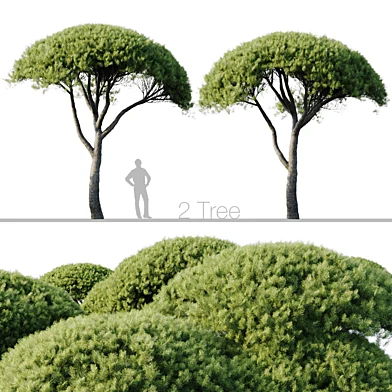 Pinus Pinea 13m and 12m