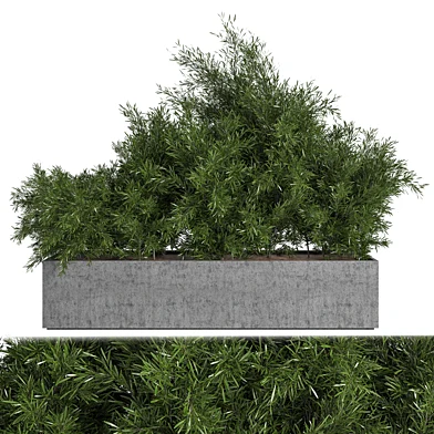 Outdoor Plants Tree in Concrete Box 01