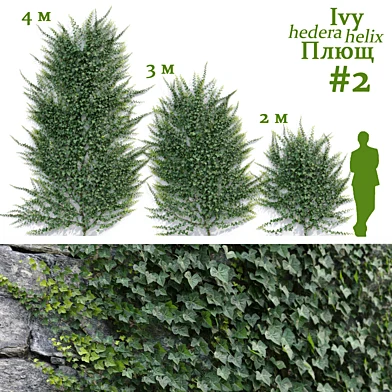 Плющ / Ivy / Hedera helix #2