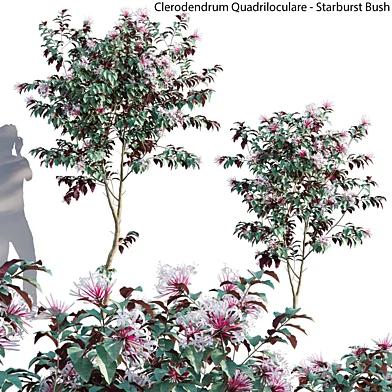 Clerodendrum Quadriloculare - Starburst Bush - 01