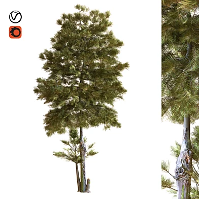 tree 035
