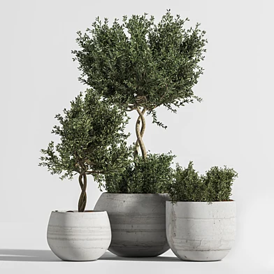 Plant Indoor with Concrete Leaf