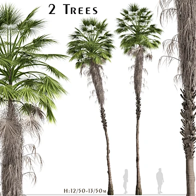 Set of Mexican fan palm Trees (Washingtonia robusta) (2 Trees)
