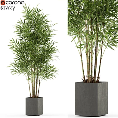 Plants collection 479