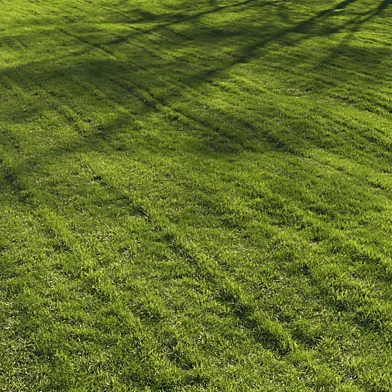 Grass lawn