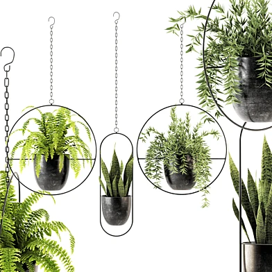 Collection of plants-002