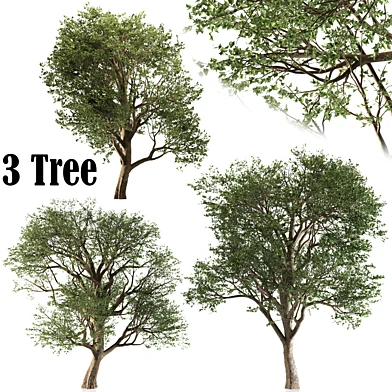 Set of Formosan gum (3 Trees)