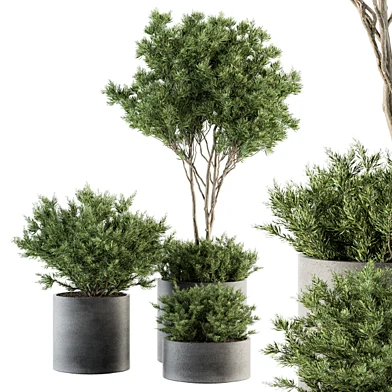 Outdoor Plant Set 211 - Plant and Tree in Pot