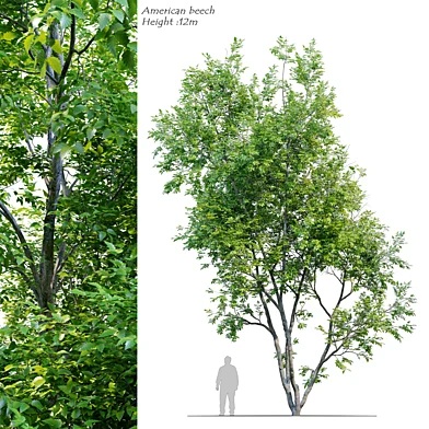 American Beech 3