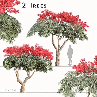 Set of Flamboyant Tree (Royal poinciana) (2 Trees)