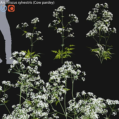 Anthriscus sylvestris - Cow parsley -01